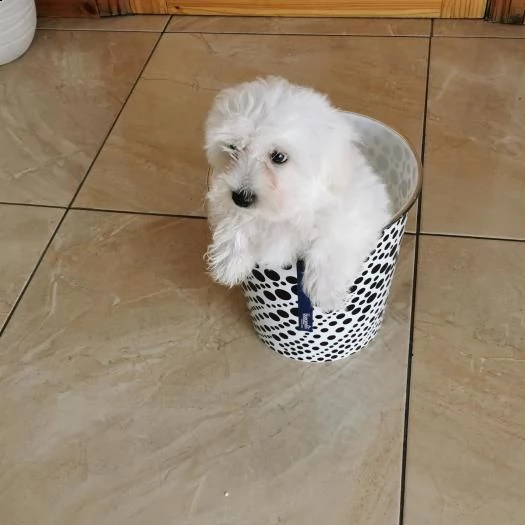 maltese | Foto 1