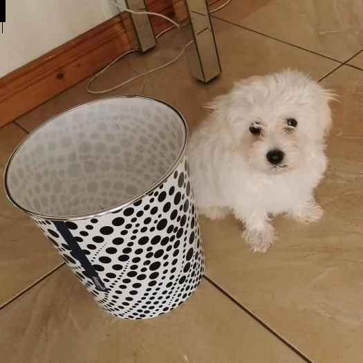 maltese