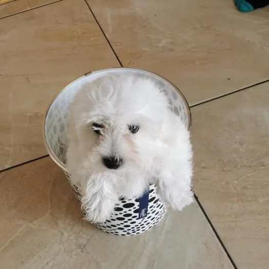 maltese | Foto 0