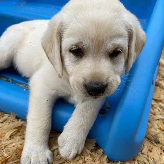 cani in reinserimento labrador | Foto 0