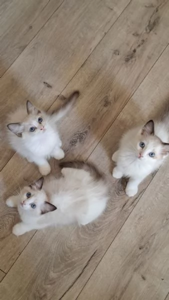 Ragdoll con Pedigree  | Foto 6