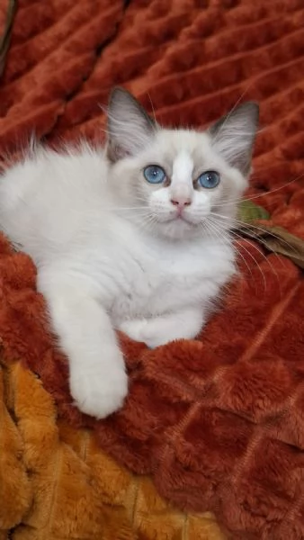 Ragdoll con Pedigree  | Foto 5