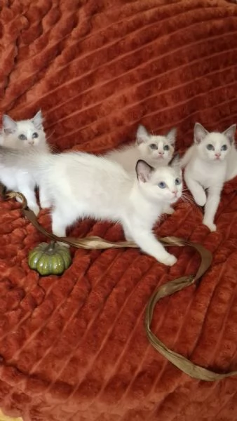 Ragdoll con Pedigree  | Foto 4
