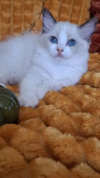 Ragdoll con Pedigree  | Foto 3