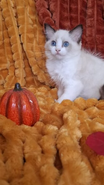 Ragdoll con Pedigree  | Foto 2