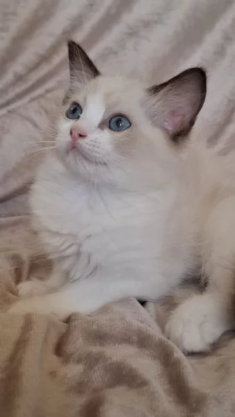 Ragdoll con Pedigree  | Foto 0