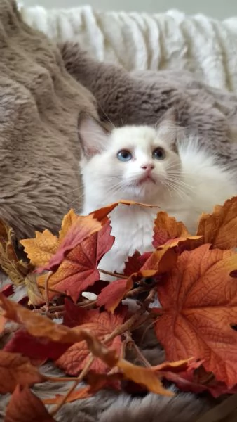 Ragdoll con Pedigree 