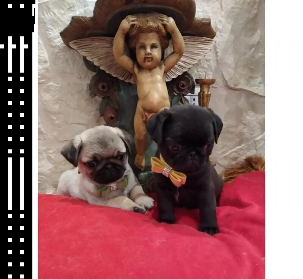 regalo cuccioli di carlino whatsapp ( 0039 353 317 4023 ) | Foto 2