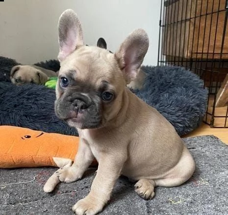 regalo bulldog francese whatsapp (0039 353 317 4023 ) | Foto 0
