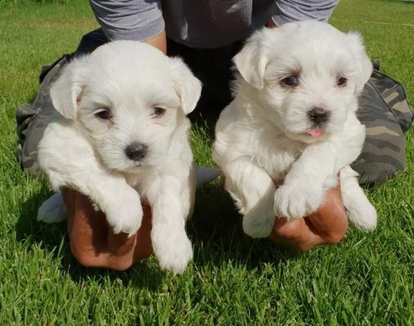 regalo cuccioli maltesi whatsapp (0039 353 317 4023) | Foto 0