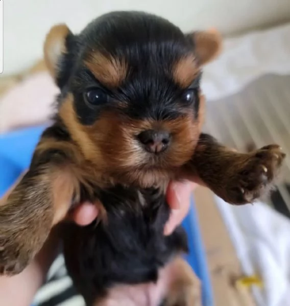 adorabile cucciolo di yorkshire pronto per il reinserimento ??