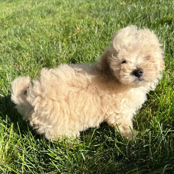 cucciolo di maltipoo allevato in casa per adozione ????