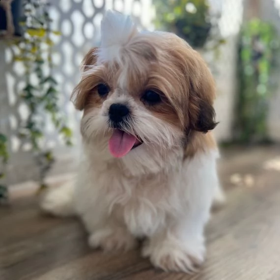 splendido cucciolo shitzu | Foto 0