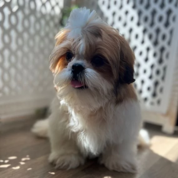 splendido cucciolo shitzu