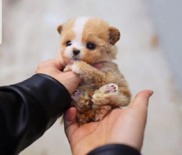 disponibile cucciolo di barboncino teacup. | Foto 1