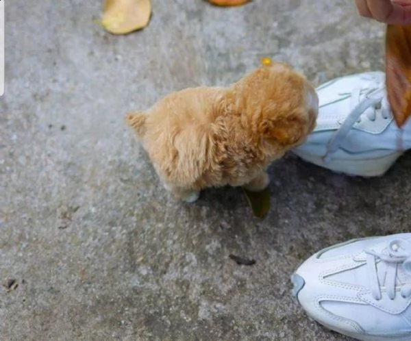 disponibile cucciolo di barboncino teacup. | Foto 0