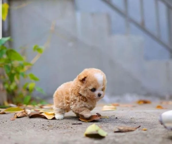 disponibile cucciolo di barboncino teacup.