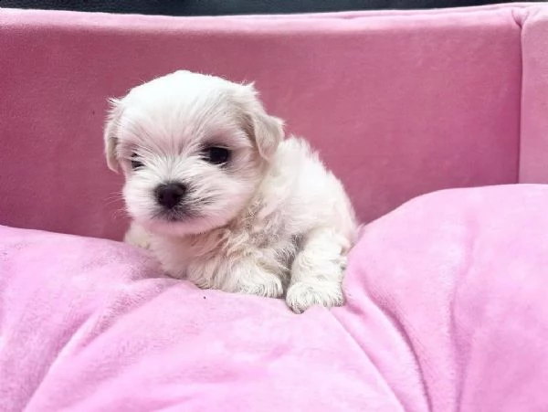 regalo  maltese mini toy.bv