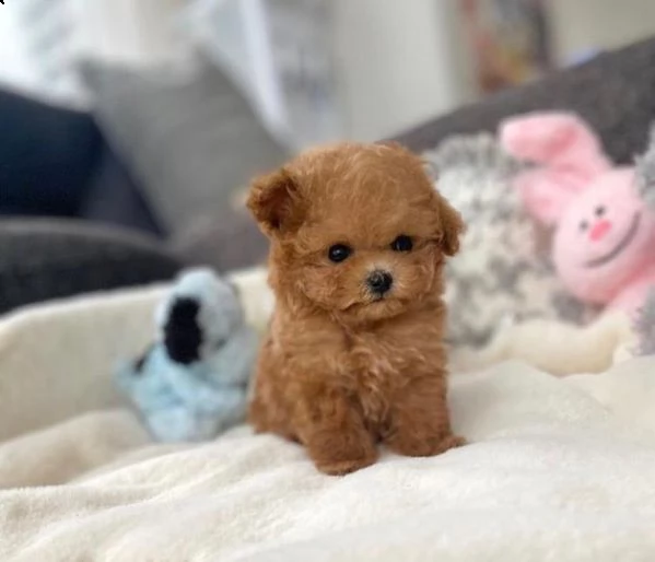 regalo  maltese mini toy.bvv