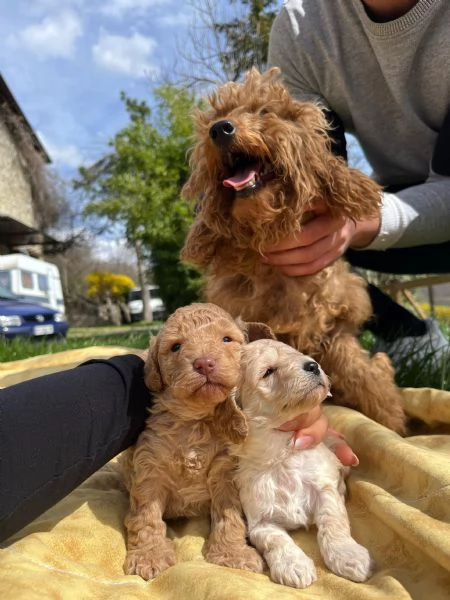 barboncina femmina | Foto 5