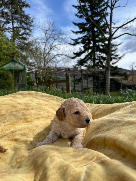 barboncina femmina | Foto 4