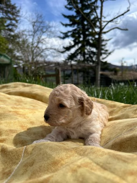 barboncina femmina | Foto 2