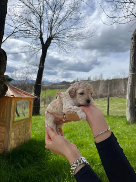 barboncina femmina | Foto 1