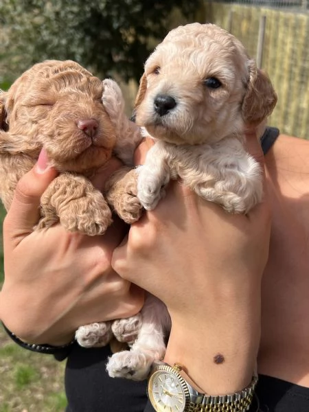 barboncina femmina | Foto 0