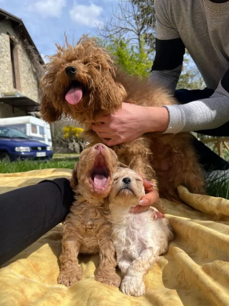 barboncino maschio | Foto 4