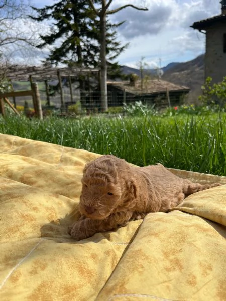 barboncino maschio | Foto 2