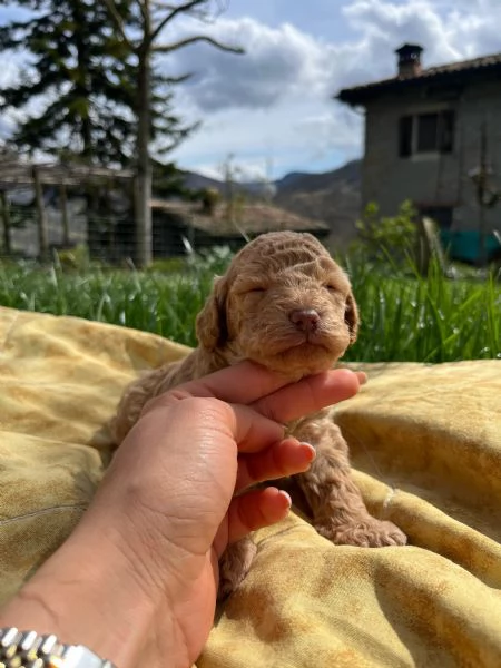 barboncino maschio | Foto 1