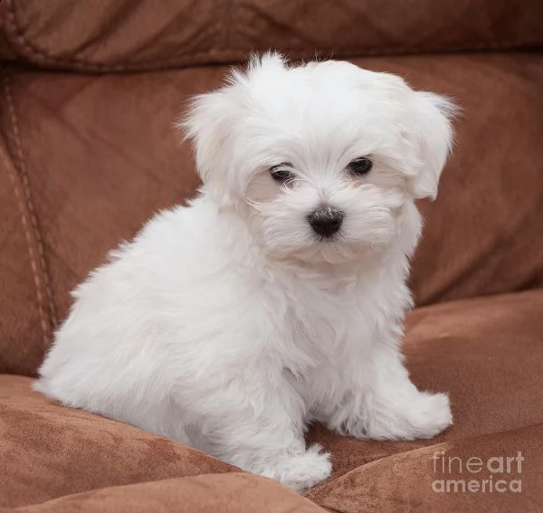 cuccioli regalo maltese mini toy | Foto 0