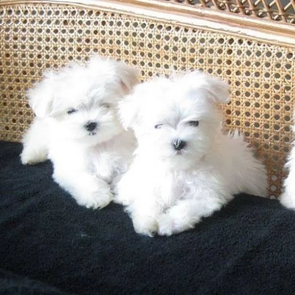 cuccioli regalo maltese mini toy