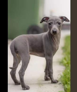 cuccioli di due levriero italiano
