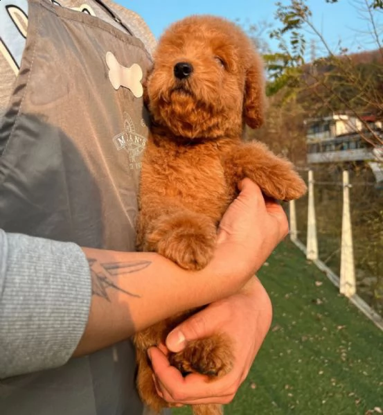  regalo abbiamo cuccioli di barboncino sono barboncino di dimensioni standard . sono registrati akc.