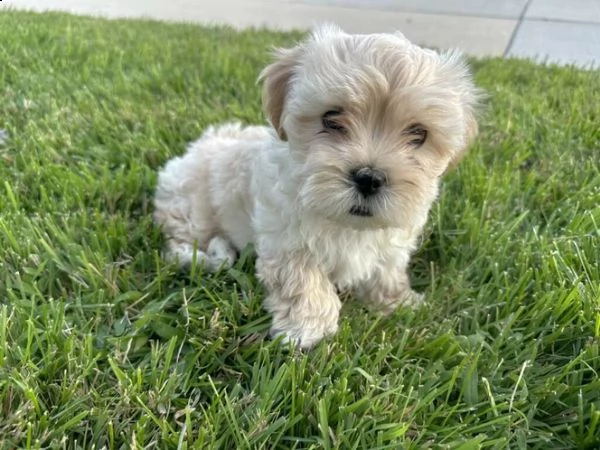 cucciolo di maltipoo allevato in casa per adozione ???? | Foto 4