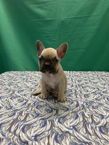 disponibile cucciolo di chihuahua | Foto 3