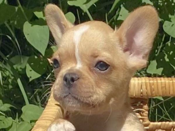disponibile cucciolo di chihuahua | Foto 2