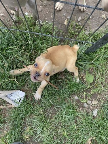 disponibile cucciolo di chihuahua | Foto 1