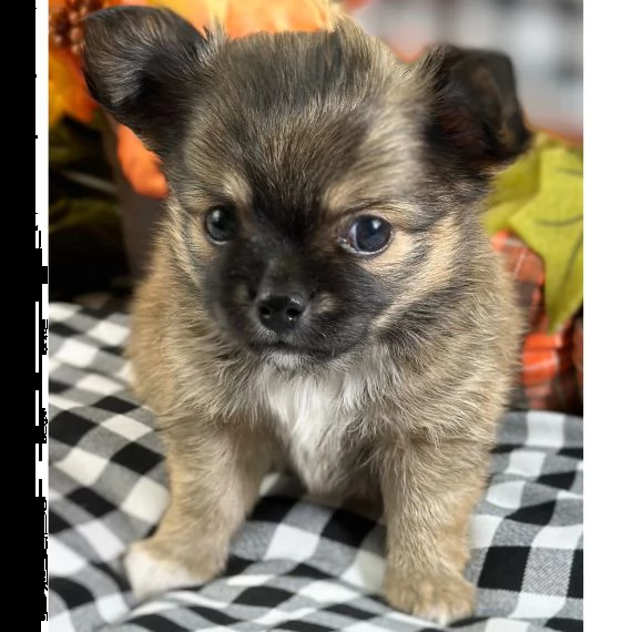 splendido cucciolo maltese come regalo | Foto 2