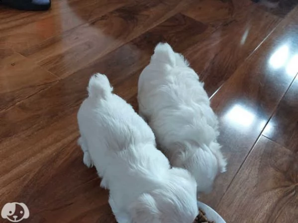 cuccioli pura razza maltese | Foto 0