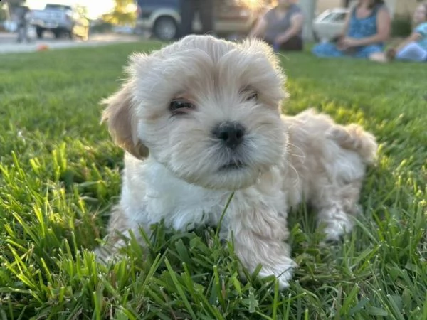 cucciolo di maltipoo allevato in casa per adozione ???? | Foto 3