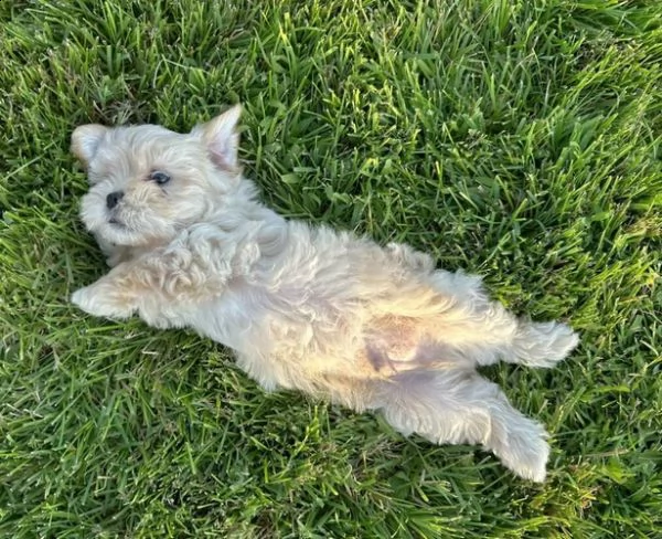 cucciolo di maltipoo allevato in casa per adozione ???? | Foto 2