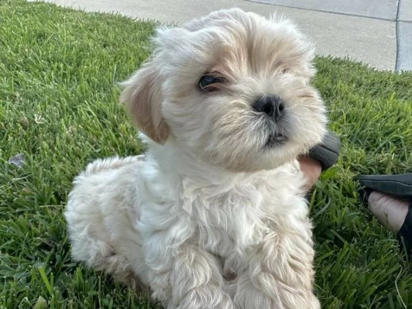 cucciolo di maltipoo allevato in casa per adozione ???? | Foto 1