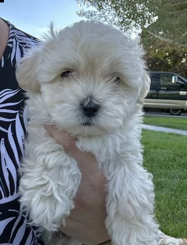 cucciolo di maltipoo allevato in casa per adozione ????