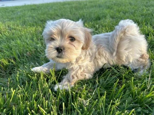 cucciolo di maltipoo allevato in casa per adozione ???? | Foto 0