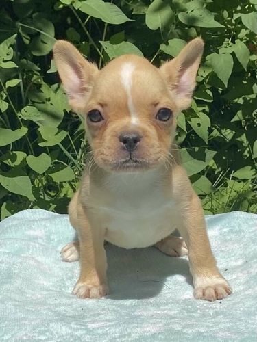 disponibile cucciolo di chihuahua. | Foto 3