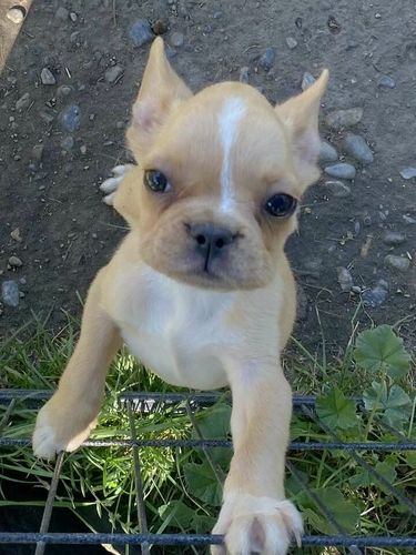 disponibile cucciolo di chihuahua. | Foto 0