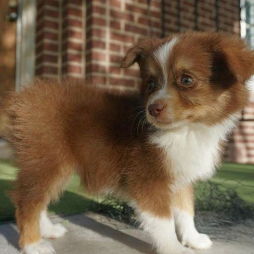 pastore australiano giocattolo di 10 settimane. | Foto 1