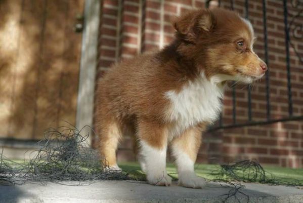 pastore australiano giocattolo di 10 settimane. | Foto 0